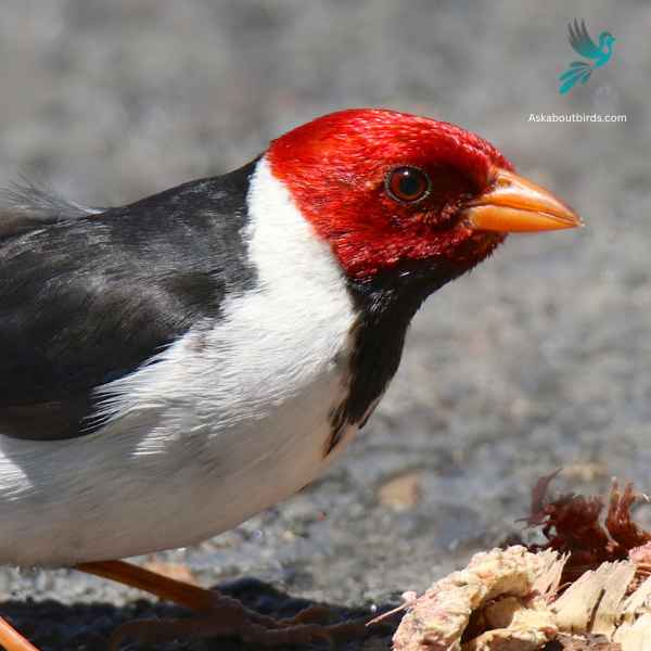 Yellow billed Cardinal close up